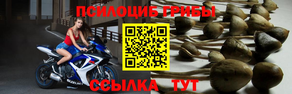 Златоуст  Псилоцибиновые грибы мухоморы  Вход с VPN 